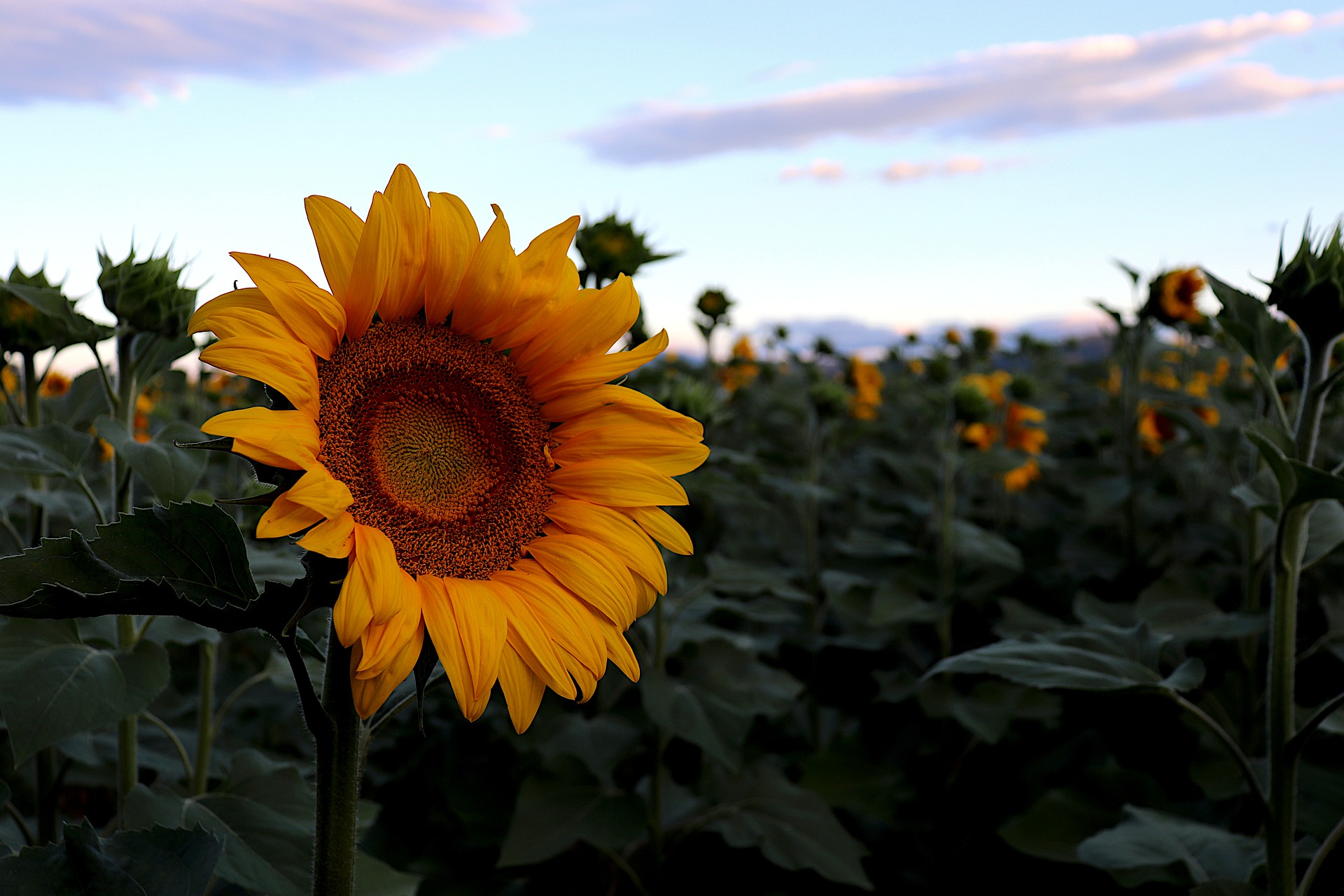 Tournesol-libre de droit5400911_1920.jpg